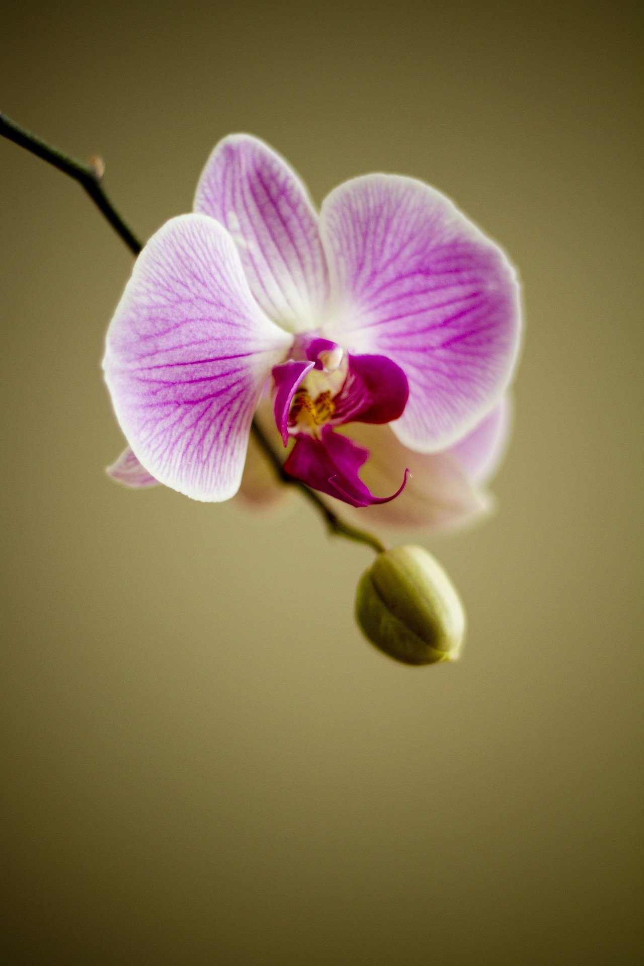 aprenda-como-cuidar-de-orquídeas