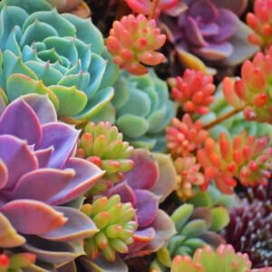 Como deixar as suculentas coloridas